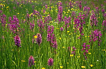 Field of Loose flowered (Jersey) orchids {Anacamptis laxiflora} Jersey
