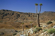 Desert landscape with Aloe dichotoma pillansiii trees, Richtersveld, South Africa