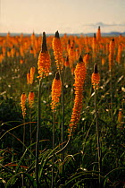 Bulbinella {Bulbinella sp} flowers, Namaqualand, South Africa