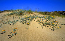 Sea meddick {Medicago marina} growing on sand dunes, Spain