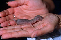 Newborn orphaned Weasel {Mustela nivalis} two-weeks, held in hand, UK