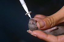 Orphan 2 week old Weasel being fed by syringe (Mustela nivalis) UK