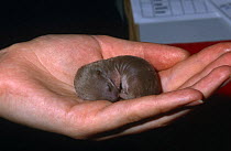 Orphan 2 week old Weasel being held in hand (Mustela nivalis) UK