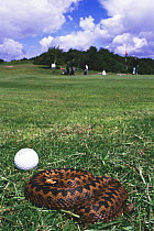 Female Adder {Vipera berus}, basking on golf course, Purbeck, Dorset, UK