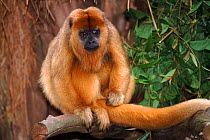 Black howler monkey {Alouatta caraya} female, Captive
