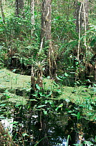 Epiphyte on cypress knee (extension of cypress tree), Corkscrew Swamp Sanctuary, Florida