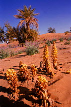 Parasitic broomrape {Cistanche phelypaea} among the desert plants it relies on, SE Morocco.
