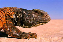 Moroccan spiny tailed lizard {Uromastyx acanthinurus} SE Morocco.