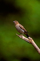 House finch {Caropodacus mexicanus}, female on branch, Long Is, New York, USA