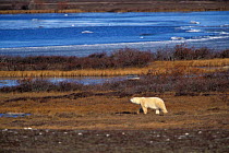 Polar bear {Ursus maritimus} roaming the tundra, Churchill, Manitoba, Canada