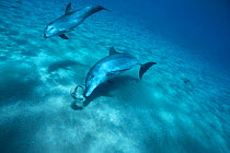 Bottlenose Dolphin adult and calf chasing squid {Tursiops truncatus} Red Sea