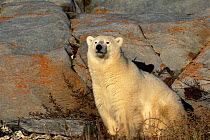 Polar bear {Ursus maritimus} sitting beside rocks, Churchill, Manitoba, Canada