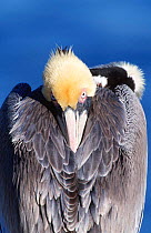 Portrait of Brown pelican {Pelecanus occidentalis} at rest with head tucked into back feathers, California, USA
