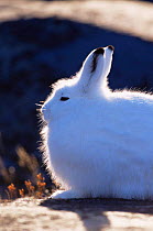 Side profile of Arctic hare {Lepus arcticus} backlit fur, Churchill, Manitoba, Canada