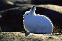 Side profile of Arctic hare {Lepus arcticus} Churchill, Manitoba, Canada