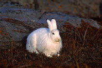Arctic hare {Lepus arcticus} sitting by rocks, Churchill, Manitoba, Canada