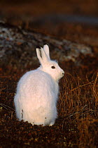 Arctic hare {Lepus arcticus} Churchill, Manitoba, Canada
