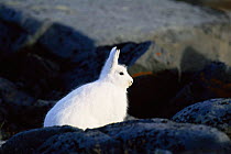 Portrait of Arctic hare {Lepus arcticus} against rocks, Churchill, Manitoba, Canada