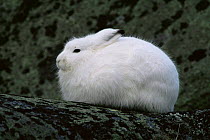 Side profile of Arctic hare {Lepus arcticus} ears held back, Churchill, Manitoba, Canada