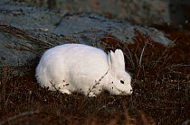 Arctic hare {Lepus arcticus} searching for food, Churchill, Manitoba, Canada
