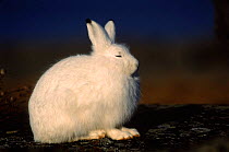 Portrait, Arctic hare {Lepus arcticus} sitting, eyes closed, Churchill, Manitoba, Canada