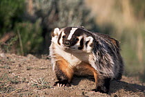 American badger {Taxidea taxus} USA  captive