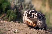 American badger {Taxidea taxus} USA captive