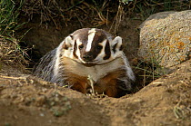 American badger coming out of burrow (Taxidea taxus) Montana, USA, captive