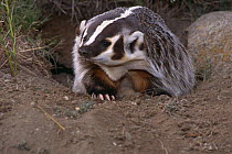 American badger {Taxidea taxus} coming out of burrow, Montana, USA, captive