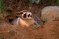 American badger {Taxidea taxus} coming out of burrow, Montana, USA C