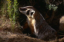 American badger {Taxidea taxus} at entrance to burrow, Montana, USA, captive
