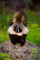 Striped skunk {Mephitis mephitis} on top of rock, Montana, USA C