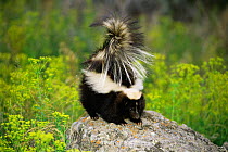 Striped skunk {Mephitis mephitis} on top of rock with tail raised in defence, Montana, USA captive