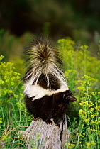 Striped skunk {Mephitis mephitis} on top of rock, Montana, USA captive