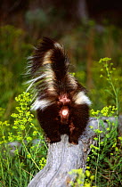 Back view of Striped skunk {Mephitis mephitis} on top of rock, Montana, USA, captive