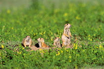 Group of Black tailed prairie dogs {Cynomys ludovicianus} by entrance to den, Montana, USA.