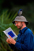 Scrub jay {Aphelocoma coerulescens} on birdwatcher's head, NB reference book, Florida, USA