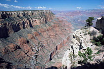 Looking over rim of Grand Canyon, Grand Canyon NP, Arizona, USA