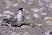 Least tern {Sternula antillarum} and newly hatched chicks at nest, camouflaged against beach pebbles, Long Island, New York, USA