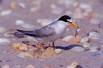 Least tern {Sternula antillarum} bringing food for recently hatched chicks, Long Is, NY