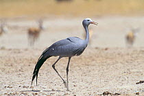 Stanley / Blue crane {Anthropoides paradisea} Etosha NP, Namibia, Africa