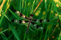 Ten spotted skimmer dragonfly {Libellula pulchella} male Wisconsin, USA