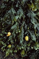 Flat periwinkles (Littorina littoralis) on Spiral wrack (Fucus spiralis) seaweed, UK