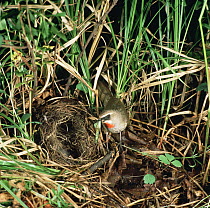 Siberian rubythroat at nest on ground {Erithacus calliope} Ussiuriland, Far East Russia