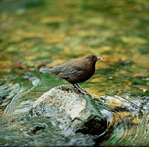 Brown dipper at water {Cinclus pallasii} Ussuriland, South Primorsky, Far East Russia