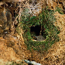 Brown dipper in nest {Cinclus pallasii} Ussuriland, South Primorsky, Far East Russia