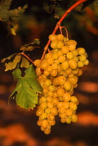 White grapes on vine {Vitis vinifera} Alicante, Spain