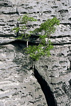 Tree growing on cliff face, Saxony, Germany