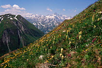 Alpine meadow in flower Switzerland.