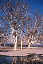 Fen sallow in winter {Salix cinerea} Nadbuzanski NP, Poland